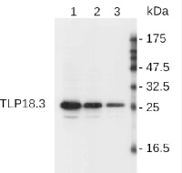 Tlp18,3 | Thylakoid lumen 18,3 kDa protein in the group Antibodies Plant/Algal  / Photosynthesis  / PSII (Photosystem II) at Agrisera AB (Antibodies for research) (AS08 369)